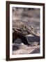 Front End of a Komodo Dragon Lizard-W. Perry Conway-Framed Photographic Print