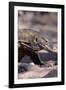 Front End of a Komodo Dragon Lizard-W. Perry Conway-Framed Photographic Print