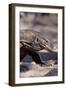 Front End of a Komodo Dragon Lizard-W. Perry Conway-Framed Photographic Print