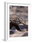 Front End of a Komodo Dragon Lizard-W. Perry Conway-Framed Photographic Print