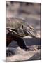 Front End of a Komodo Dragon Lizard-W. Perry Conway-Mounted Photographic Print