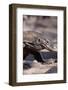 Front End of a Komodo Dragon Lizard-W. Perry Conway-Framed Photographic Print