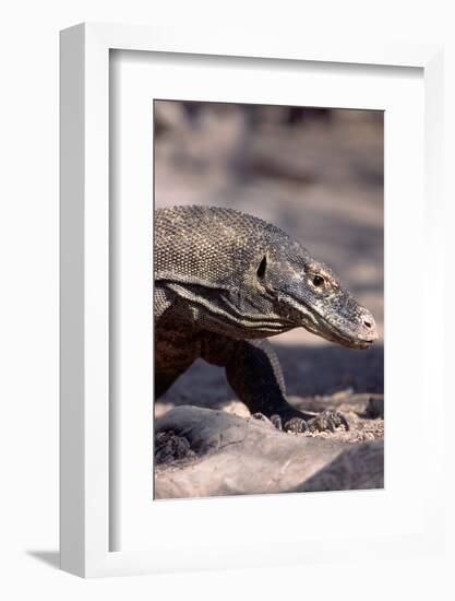 Front End of a Komodo Dragon Lizard-W. Perry Conway-Framed Photographic Print