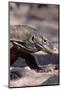 Front End of a Komodo Dragon Lizard-W. Perry Conway-Mounted Photographic Print