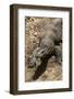 Front End of a Komodo Dragon Lizard-W. Perry Conway-Framed Photographic Print