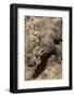 Front End of a Komodo Dragon Lizard-W. Perry Conway-Framed Photographic Print