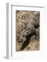 Front End of a Komodo Dragon Lizard-W. Perry Conway-Framed Photographic Print