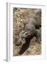 Front End of a Komodo Dragon Lizard-W. Perry Conway-Framed Photographic Print