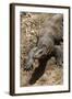 Front End of a Komodo Dragon Lizard-W. Perry Conway-Framed Photographic Print