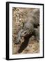 Front End of a Komodo Dragon Lizard-W. Perry Conway-Framed Photographic Print