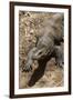 Front End of a Komodo Dragon Lizard-W. Perry Conway-Framed Photographic Print