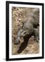 Front End of a Komodo Dragon Lizard-W. Perry Conway-Framed Photographic Print