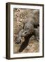 Front End of a Komodo Dragon Lizard-W. Perry Conway-Framed Photographic Print