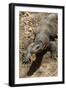 Front End of a Komodo Dragon Lizard-W. Perry Conway-Framed Photographic Print