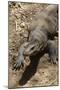 Front End of a Komodo Dragon Lizard-W. Perry Conway-Mounted Photographic Print