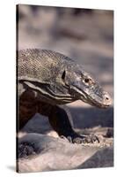 Front End of a Komodo Dragon Lizard-W. Perry Conway-Stretched Canvas