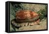 Front-Gilled or Geographic Cone Snail (Conus Geographus), Pacific Ocean.-Reinhard Dirscherl-Framed Stretched Canvas