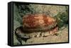 Front-Gilled or Geographic Cone Snail (Conus Geographus), Pacific Ocean.-Reinhard Dirscherl-Framed Stretched Canvas