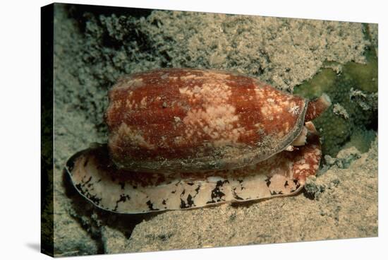 Front-Gilled or Geographic Cone Snail (Conus Geographus), Pacific Ocean.-Reinhard Dirscherl-Stretched Canvas