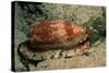 Front-Gilled or Geographic Cone Snail (Conus Geographus), Pacific Ocean.-Reinhard Dirscherl-Stretched Canvas