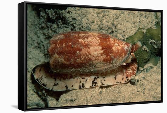 Front-Gilled or Geographic Cone Snail (Conus Geographus), Pacific Ocean.-Reinhard Dirscherl-Framed Stretched Canvas