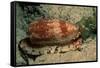 Front-Gilled or Geographic Cone Snail (Conus Geographus), Pacific Ocean.-Reinhard Dirscherl-Framed Stretched Canvas