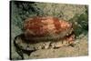 Front-Gilled or Geographic Cone Snail (Conus Geographus), Pacific Ocean.-Reinhard Dirscherl-Stretched Canvas