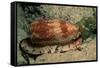 Front-Gilled or Geographic Cone Snail (Conus Geographus), Pacific Ocean.-Reinhard Dirscherl-Framed Stretched Canvas