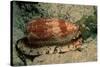 Front-Gilled or Geographic Cone Snail (Conus Geographus), Pacific Ocean.-Reinhard Dirscherl-Stretched Canvas