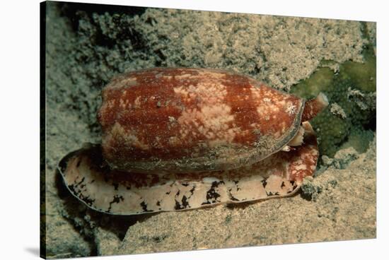 Front-Gilled or Geographic Cone Snail (Conus Geographus), Pacific Ocean.-Reinhard Dirscherl-Stretched Canvas