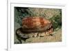 Front-Gilled or Geographic Cone Snail (Conus Geographus), Pacific Ocean.-Reinhard Dirscherl-Framed Photographic Print