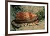 Front-Gilled or Geographic Cone Snail (Conus Geographus), Pacific Ocean.-Reinhard Dirscherl-Framed Photographic Print