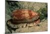 Front-Gilled or Geographic Cone Snail (Conus Geographus), Pacific Ocean.-Reinhard Dirscherl-Mounted Photographic Print