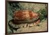 Front-Gilled or Geographic Cone Snail (Conus Geographus), Pacific Ocean.-Reinhard Dirscherl-Framed Photographic Print