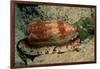 Front-Gilled or Geographic Cone Snail (Conus Geographus), Pacific Ocean.-Reinhard Dirscherl-Framed Photographic Print