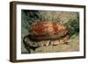 Front-Gilled or Geographic Cone Snail (Conus Geographus), Pacific Ocean.-Reinhard Dirscherl-Framed Photographic Print