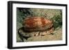 Front-Gilled or Geographic Cone Snail (Conus Geographus), Pacific Ocean.-Reinhard Dirscherl-Framed Photographic Print