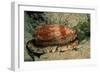 Front-Gilled or Geographic Cone Snail (Conus Geographus), Pacific Ocean.-Reinhard Dirscherl-Framed Photographic Print