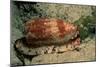 Front-Gilled or Geographic Cone Snail (Conus Geographus), Pacific Ocean.-Reinhard Dirscherl-Mounted Photographic Print