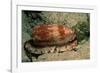 Front-Gilled or Geographic Cone Snail (Conus Geographus), Pacific Ocean.-Reinhard Dirscherl-Framed Photographic Print