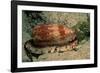 Front-Gilled or Geographic Cone Snail (Conus Geographus), Pacific Ocean.-Reinhard Dirscherl-Framed Photographic Print