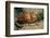 Front-Gilled or Geographic Cone Snail (Conus Geographus), Pacific Ocean.-Reinhard Dirscherl-Framed Photographic Print