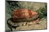 Front-Gilled or Geographic Cone Snail (Conus Geographus), Pacific Ocean.-Reinhard Dirscherl-Mounted Photographic Print