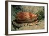 Front-Gilled or Geographic Cone Snail (Conus Geographus), Pacific Ocean.-Reinhard Dirscherl-Framed Photographic Print