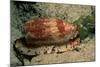 Front-Gilled or Geographic Cone Snail (Conus Geographus), Pacific Ocean.-Reinhard Dirscherl-Mounted Photographic Print