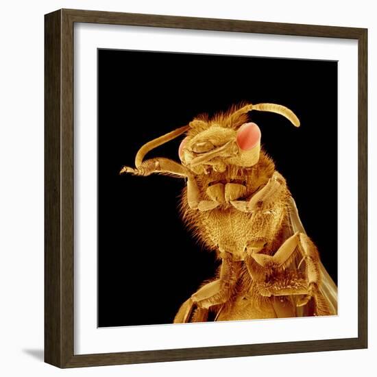 Front half of a Bee-Micro Discovery-Framed Photographic Print
