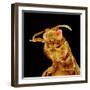 Front half of a Bee-Micro Discovery-Framed Photographic Print