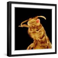 Front half of a Bee-Micro Discovery-Framed Photographic Print