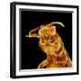 Front half of a Bee-Micro Discovery-Framed Photographic Print