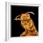 Front half of a Bee-Micro Discovery-Framed Photographic Print